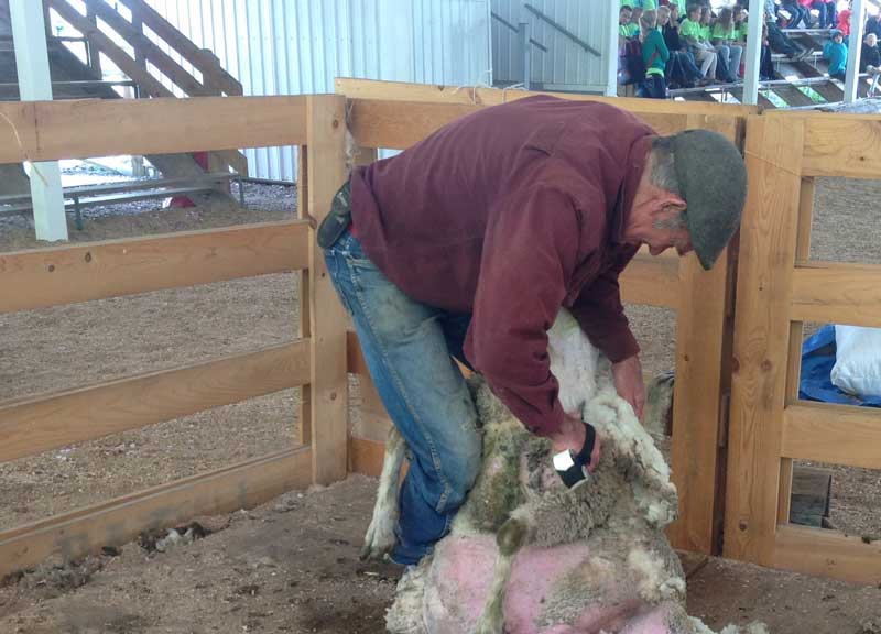 Sheep-Shearing-800x576